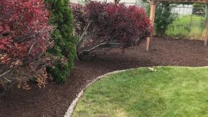 Softscape Ideas For Your Landscaping